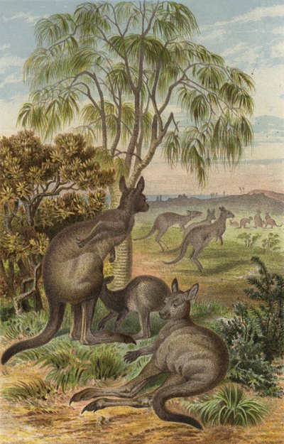 Giant Kangaroo by European School